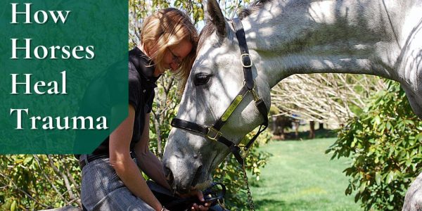 horses heal trauma Equine Therapy: How can horses help heal trauma?