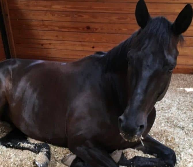 Bugatti 27 Integrative Equine Therapy Horse - Beachwood Center for Wellbeing - Rhode Island and Florida