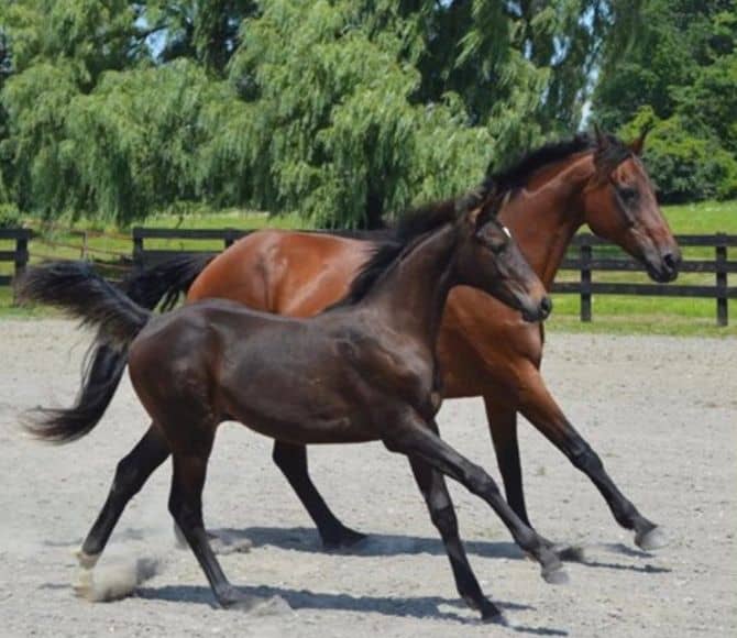 Lupita Integrative Equine Therapy Horse - Beachwood Center for Wellbeing - Rhode Island and Florida