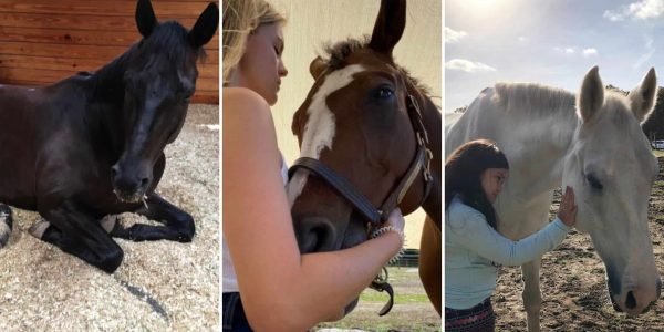 meet beachwood integrative equine theraoy horses meet beachwood integrative equine theraoy horses