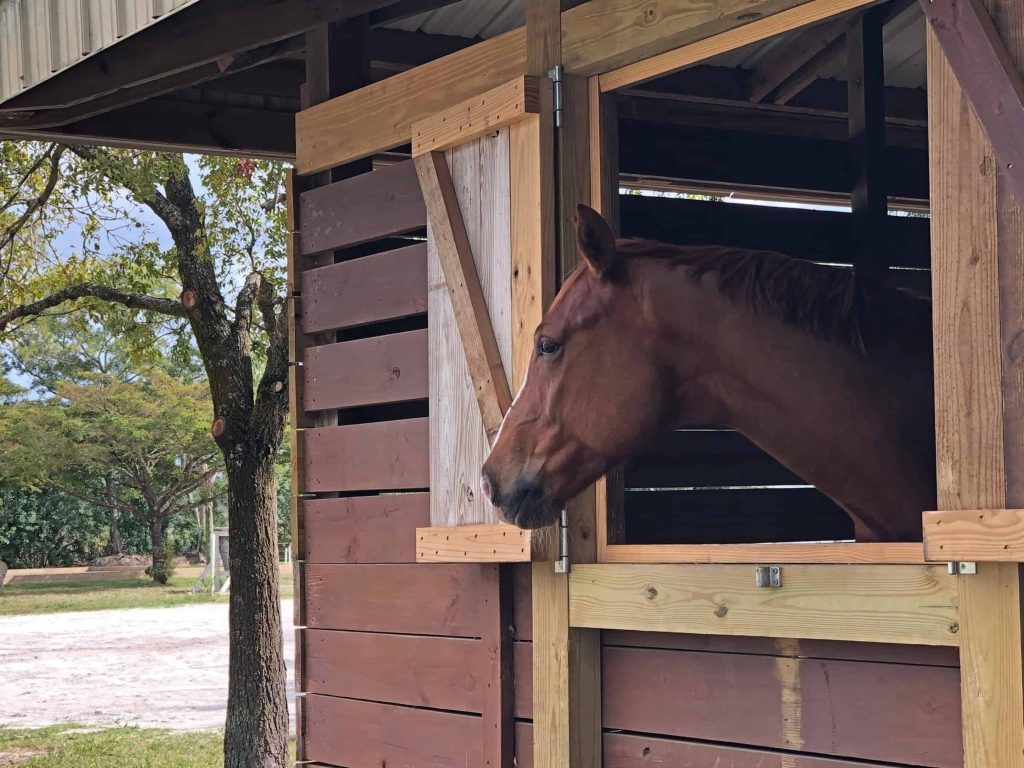 integrative equine therapy