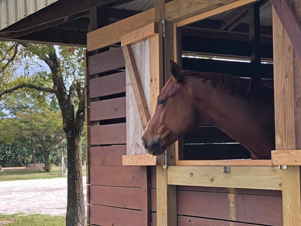 Integrative Equine Therapy (IET): The top 5 questions we get from our therapy clients 2 integrative equine therapy
