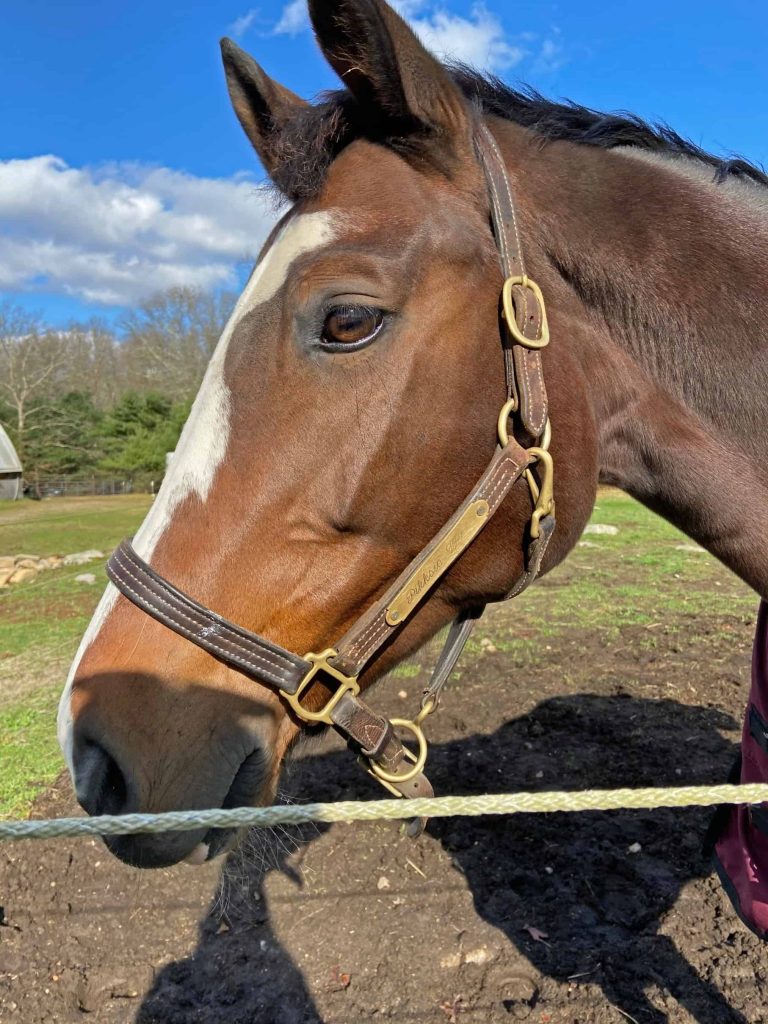 integrative equine therapy