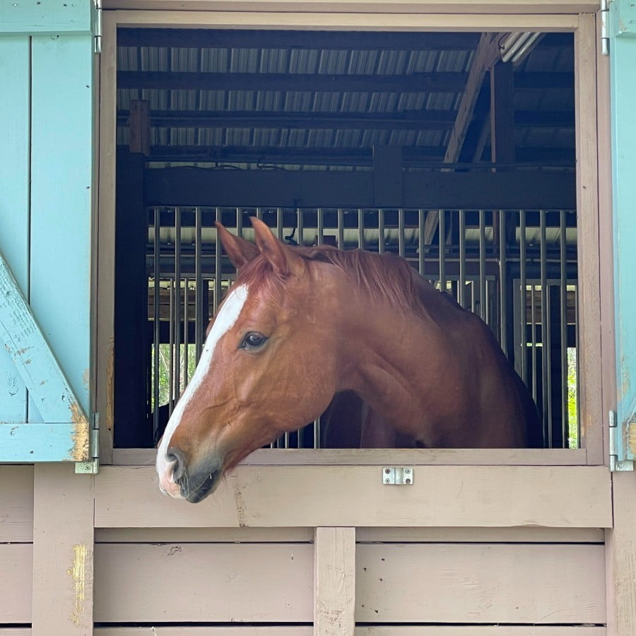 Dior Integrative Equine Therapy