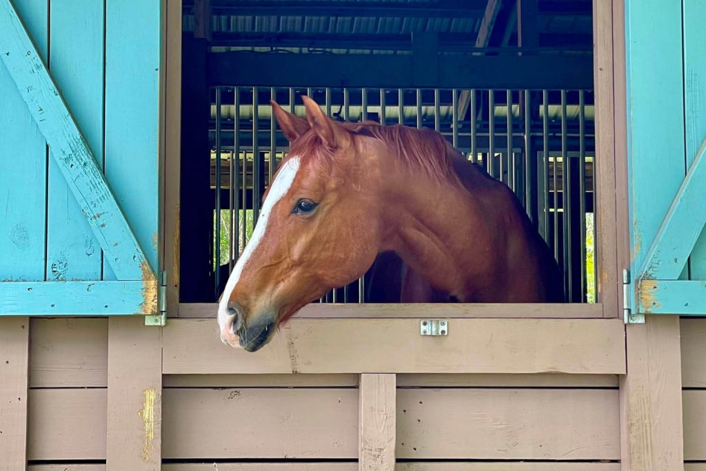 Palm Beach, FL Equine Therapy