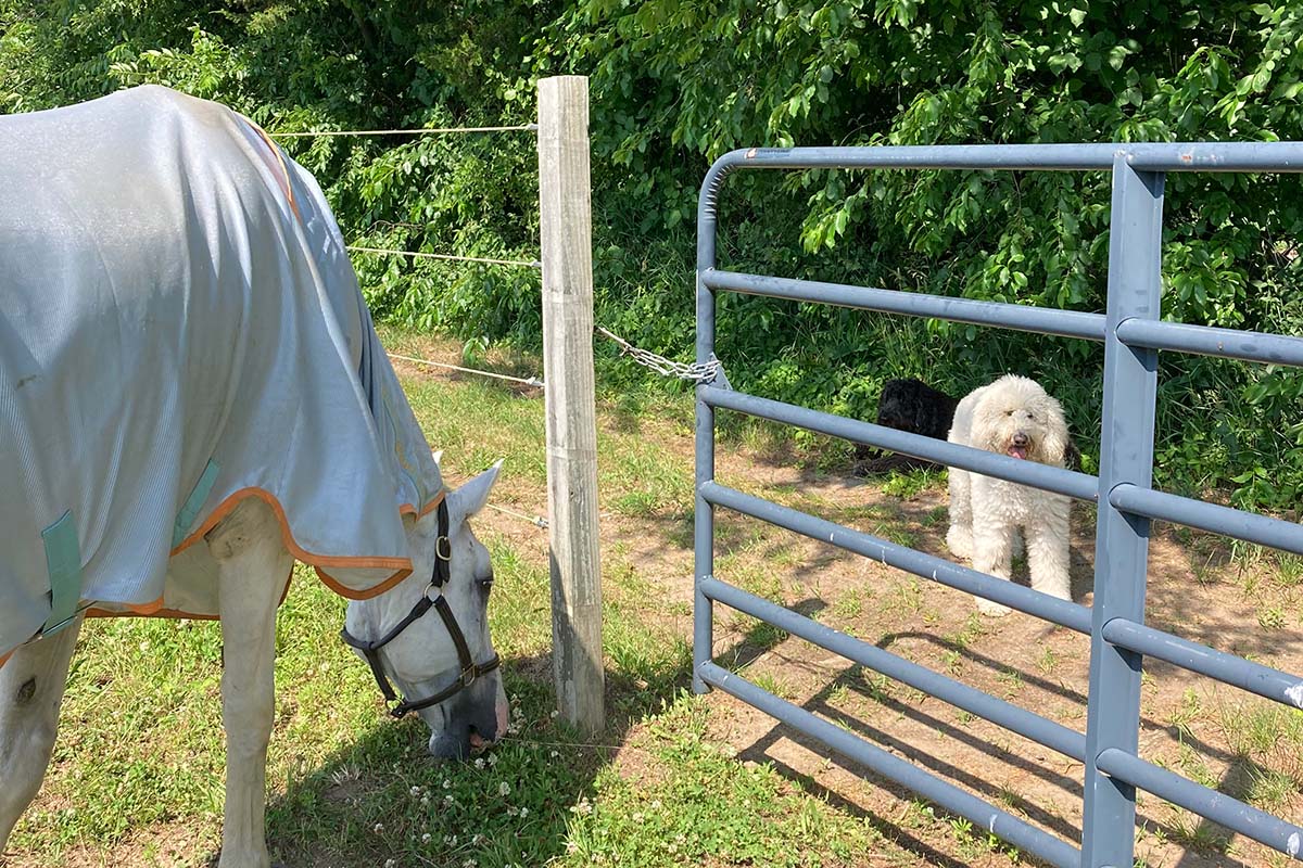 beachwood integrative equine therapy rhode island