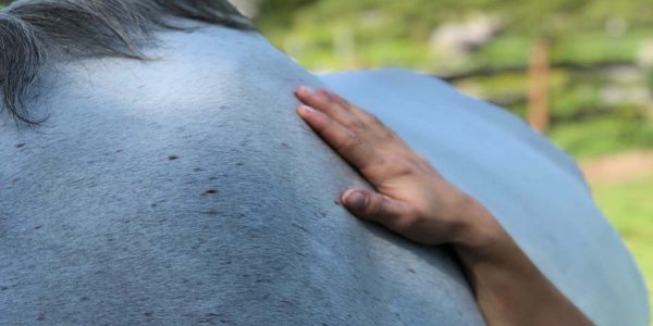 beachwood integrative equine therapy rhode island