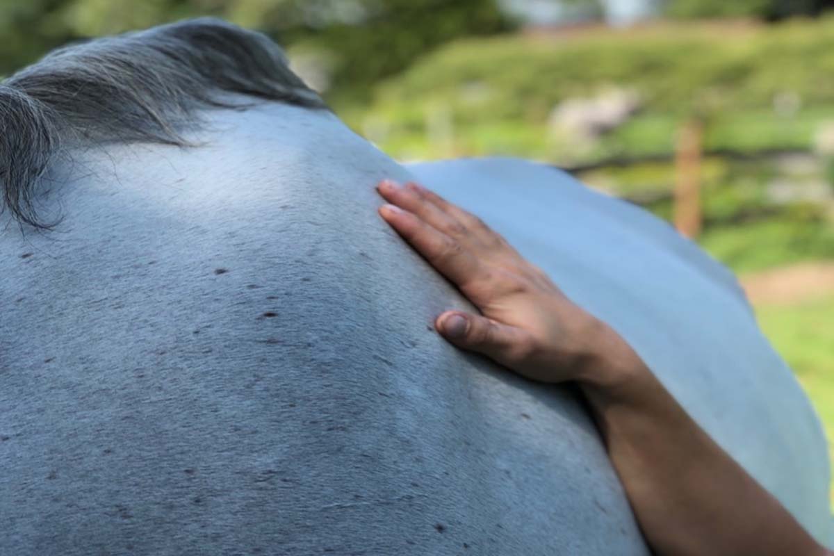 beachwood integrative equine therapy rhode island