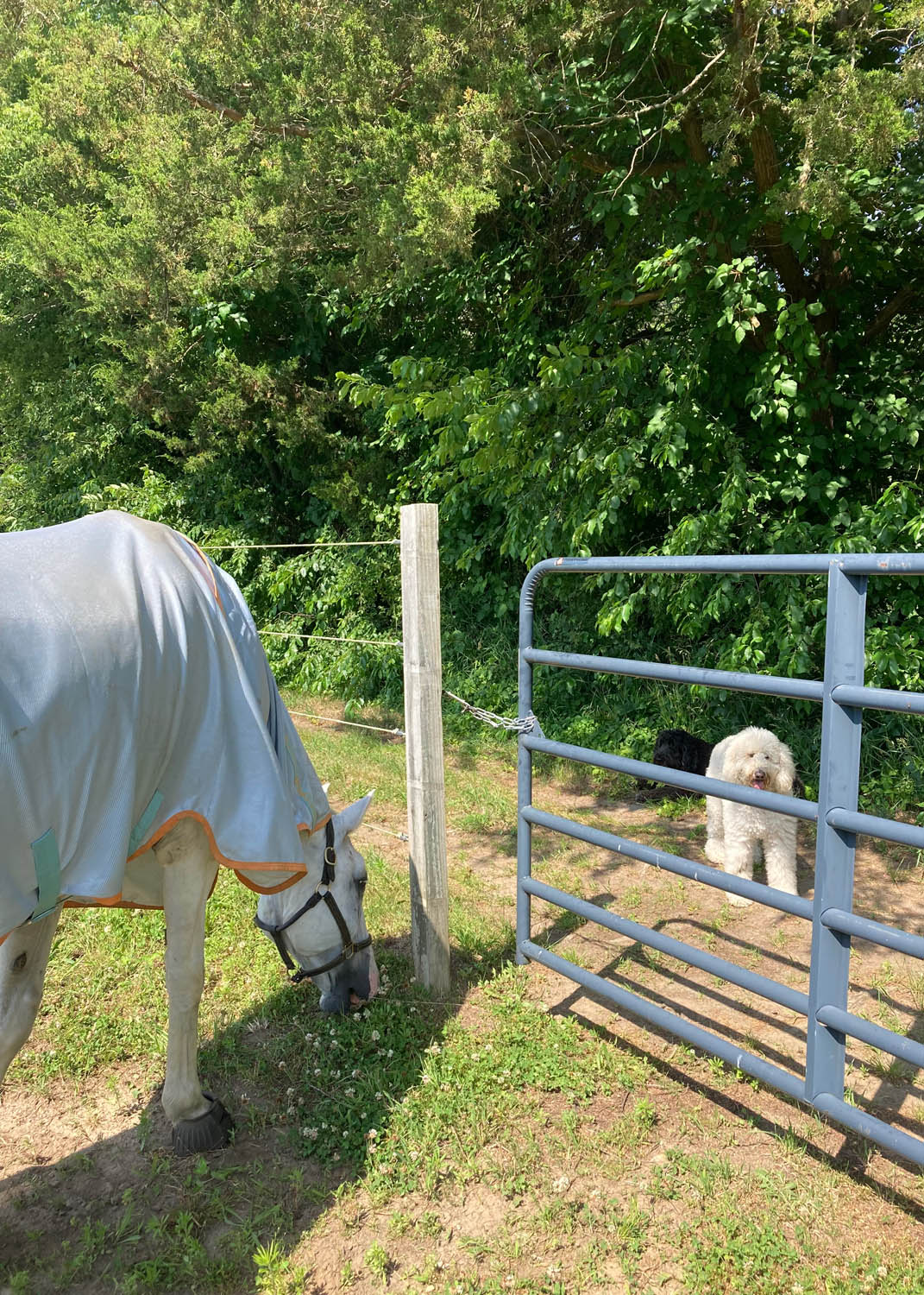 horse experiences at beachwood integrative equine therapy rhode island