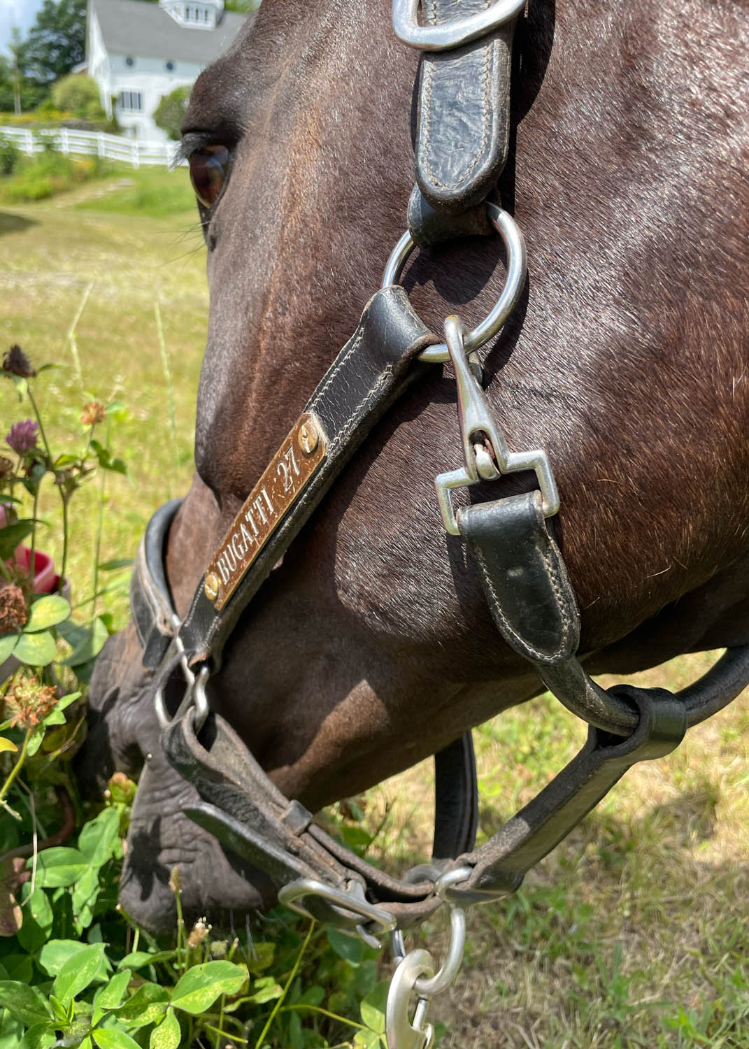 horse experiences at beachwood integrative equine therapy rhode island