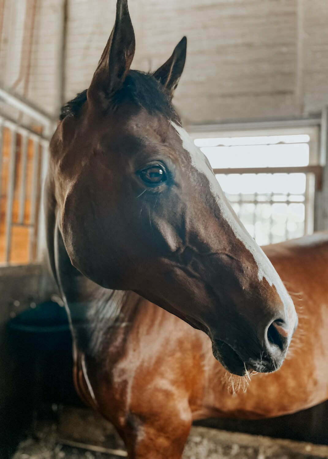 horse experiences at beachwood integrative equine therapy rhode island