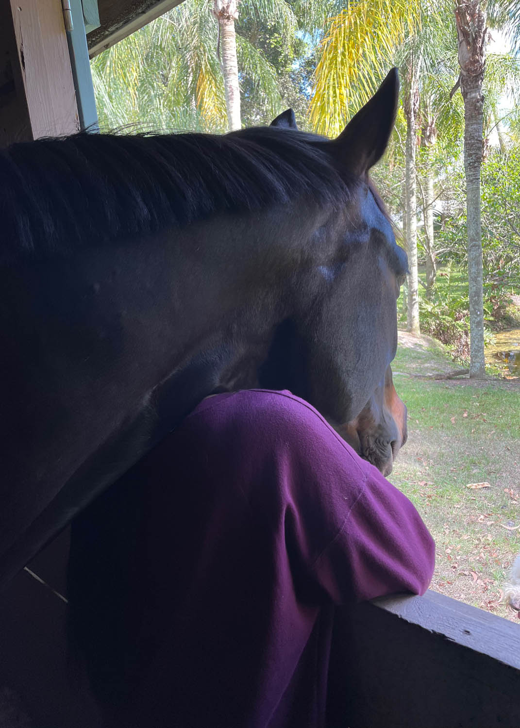 horse experiences at beachwood integrative equine therapy rhode island