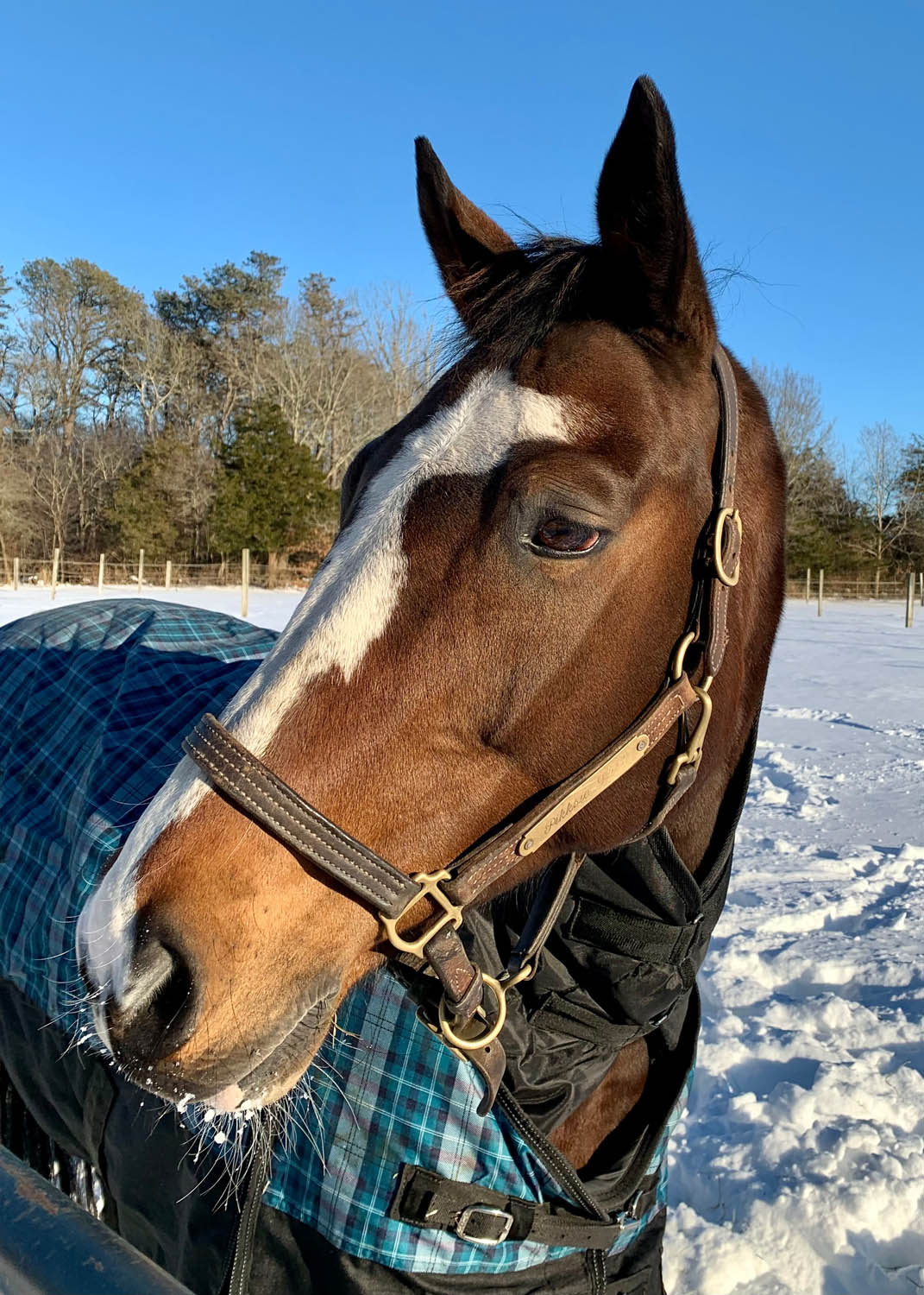 horse experiences at beachwood integrative equine therapy rhode island