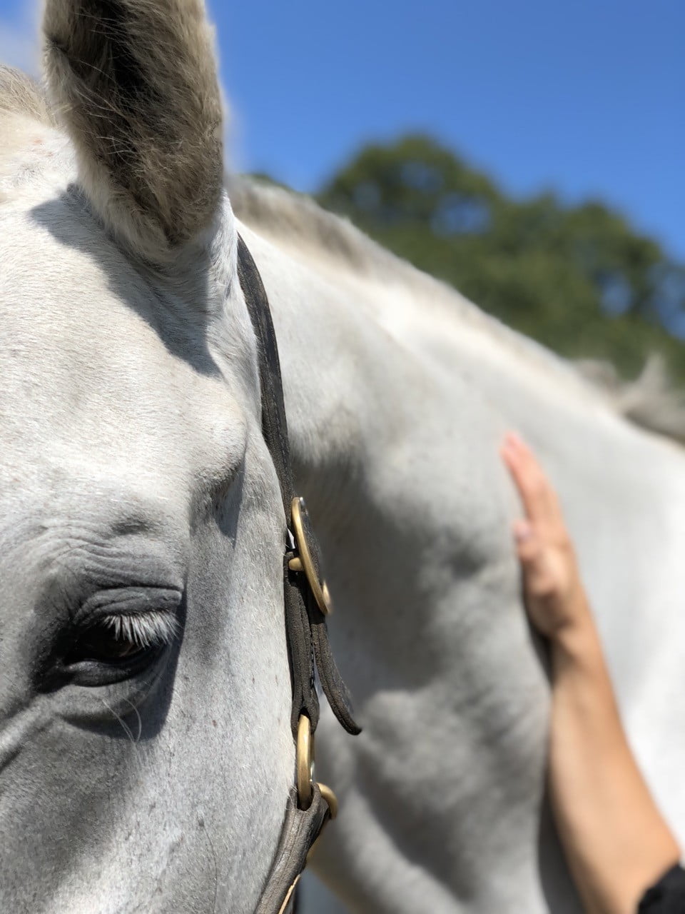 “Tune-In/Tune-Up” Beachwood’s Newest Integrative Equine Therapy Program for Anxiety and Stress