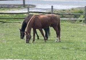 Rediscover Your Strength with Equine Therapy: Private Healing Intensive Retreats at Beachwood 4