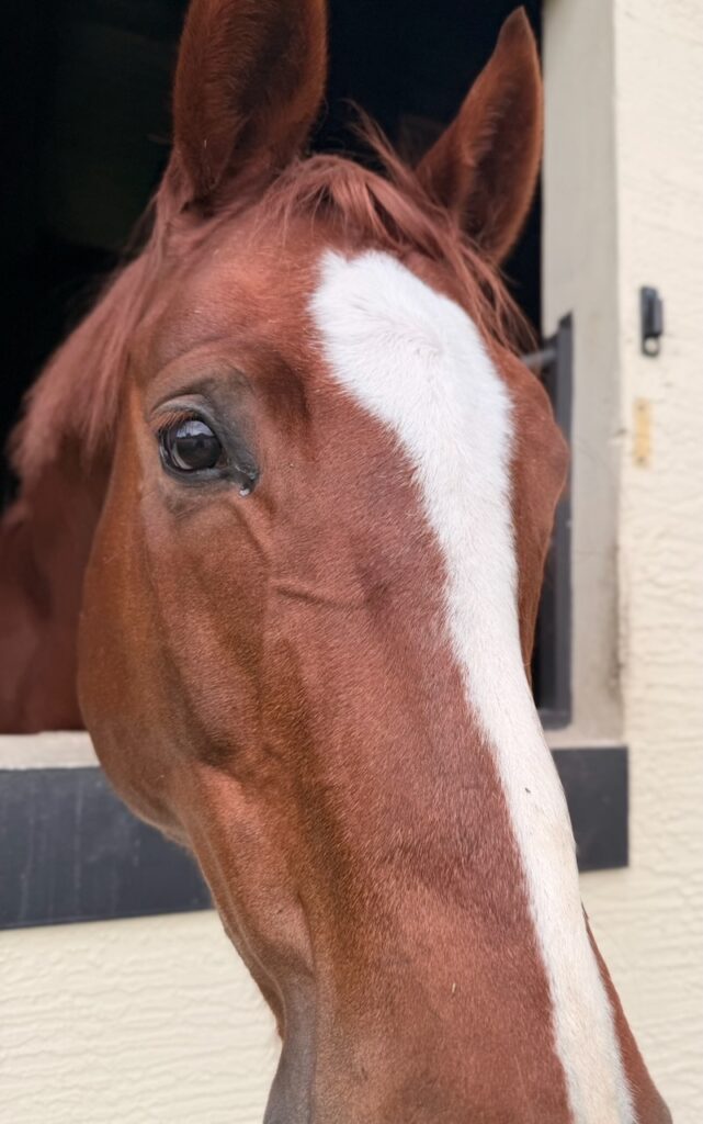 Integrative Equine Therapy for Anxiety Relief: Faster Results, Lasting Change 3 Integrative Equine Therapy for Anxiety Relief