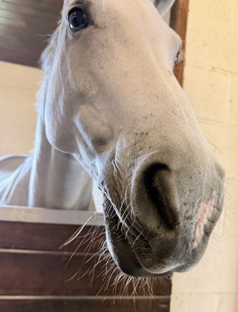 Integrative Equine Therapy for Anxiety Relief: Faster Results, Lasting Change 2 Integrative Equine Therapy for Anxiety Relief