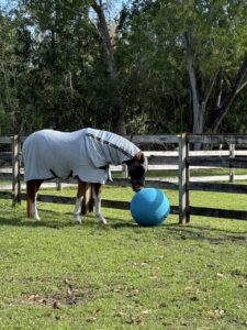 Integrative Equine Therapy for Anxiety Relief: Faster Results, Lasting Change 3
