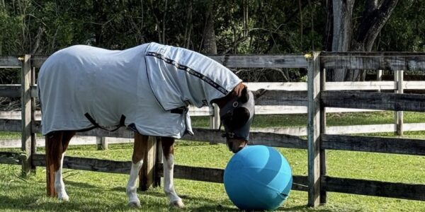 Integrative Equine Therapy for Anxiety Relief