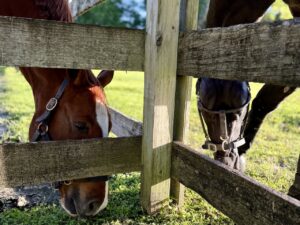 Finding Gratitude and Grounding: How Integrative Equine Therapy Helps You Recenter Before the Holidays 1