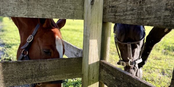 Finding Gratitude and Grounding: How Integrative Equine Therapy Helps You Recenter Before the Holidays